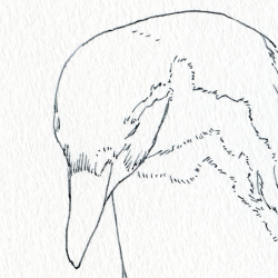 2023ズーラシアのペンギン