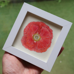 シャーレーポピー